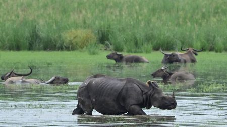 Inde : la population de rhinocéros à une corne a presque triplé en 40 ans