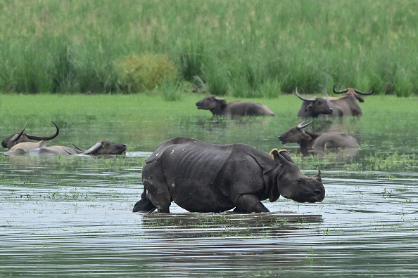 Inde : la population de rhinocéros à une corne a presque triplé en 40 ans