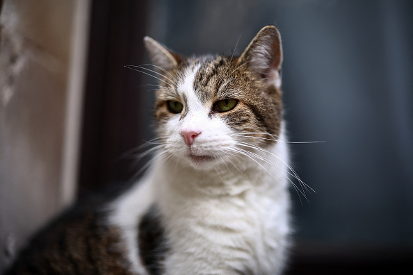 Larry, le chat de Downing Street. (HENRY NICHOLLS/AFP via Getty Images)