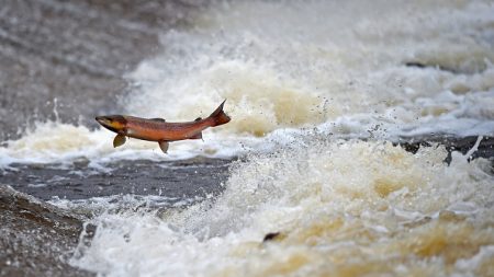 Norvège: la population de saumons sauvages au plus bas, restrictions sur la pêche