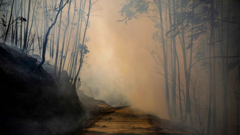 Une route entourée de fumée dans une zone brûlée lors d'un incendie de forêt à Lourizela, d'Agueda à Aveiro, au Portugal, le 18 septembre 2024. (Patricia De Melo Moreira/AFP via Getty Images)