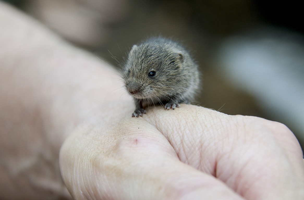 Norvège : une souris, passagère clandestine, oblige un avion à se poser