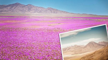 Le désert le plus sec du monde se transforme en une étonnante mer de fleurs