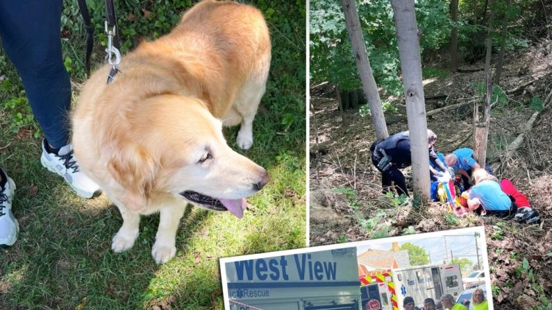 Un golden retriever a participé au sauvetage de son propriétaire qui est tombé d'une colline abrupte et s'est disloqué la hanche à Ross Township, en Pennsylvanie, le 1er août. (Avec l'aimable autorisation de Ross/West View EMS)