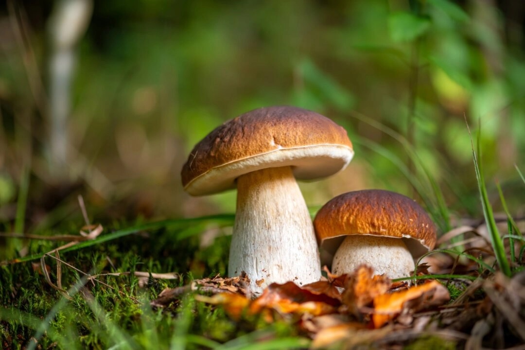 Un antioxydant moins connu rend les champignons importants pour la santé