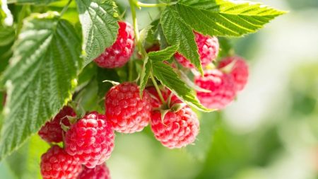 Pourquoi les framboises sont-elles le nouveau super-fruit sain pour le cœur ?