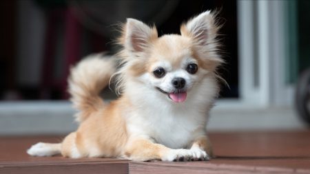 « J’ai fondu en larmes » : son chihuahua revient à la maison 7 ans après sa disparition