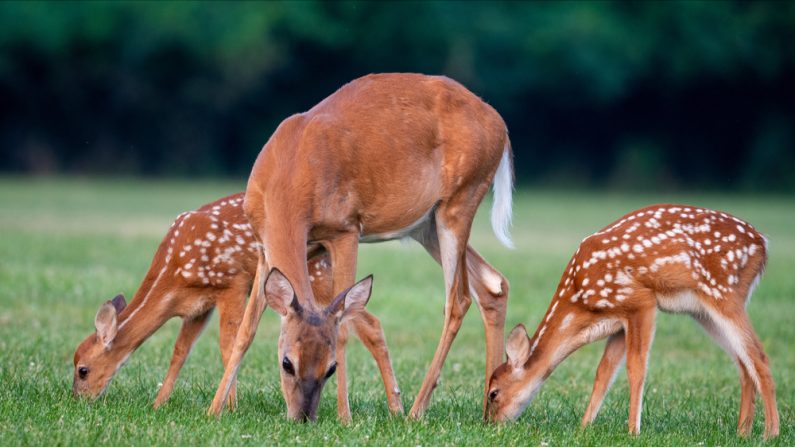 Le fait que le film utilise de vrais animaux pose problème à l'association PAZ. (Photo : Tony Campbell/Shutterstock)