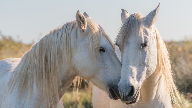 Une maladie très difficile à soigner chez les chevaux. (Photo : Odin Daniel/Shutterstock)