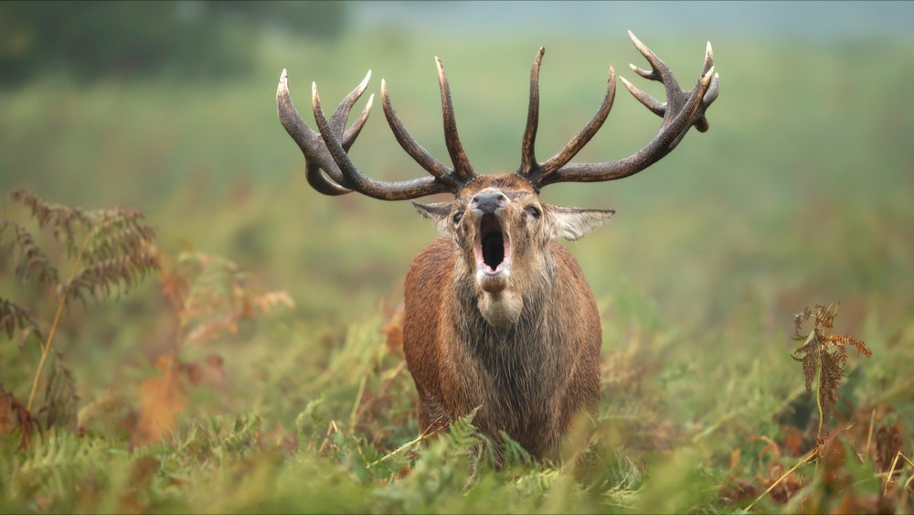 Aisne : le brame du cerf met fin à une rave-party en pleine forêt