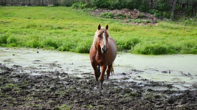 Les pompiers ont de meilleurs équipements, pour sauver des chevaux coincés dans la boue par exemple. (Photo : Natalya Kiyas/Shutterstock)