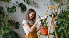 Les effets thérapeutiques des plantes d’intérieur