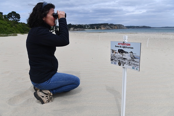 Un agent du parc naturel marin d'Iroise observe des oiseaux sur une plage de Crozon, dans l'ouest de la France, le 13 mai 2020. - Les espèces d'oiseaux nichant sur les plages pourraient être menacées alors que la France assouplit les mesures de confinement imposées pour freiner la propagation du nouveau coronavirus. (Photo FRED TANNEAU/AFP via Getty Images)