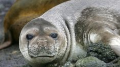 Terres australes et antarctiques françaises : mortalité anormale d’éléphants de mer sur l’île de la Possession