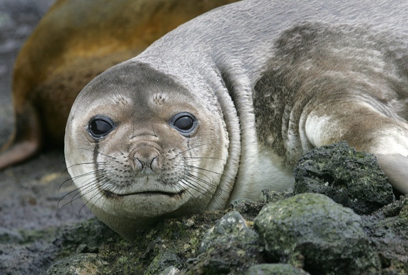 Terres australes et antarctiques françaises : mortalité anormale d'éléphants de mer sur l’île de la Possession