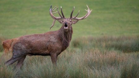 Compiègne : un cerf emblématique de la forêt percuté par un automobiliste