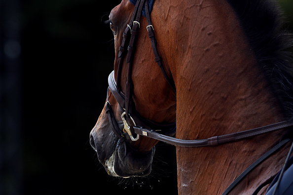 Violente agression près d’Agen : un cheval tué de sept coups de couteaux, la cavalière laissée inconsciente