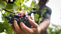 Les vignerons français ne peuvent plus transmettre leur vigne à la génération suivante