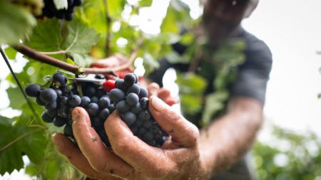 Par défaut d’une fiscalité allégée sur la transmission, la vigne française est en train d’être rachetée par des grands groupes