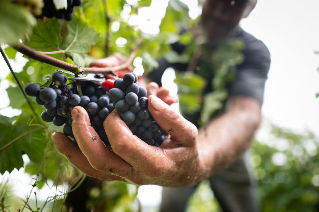 Par défaut d'une fiscalité allégée sur la transmission, la vigne française est en train d'être rachetée par des grands groupes