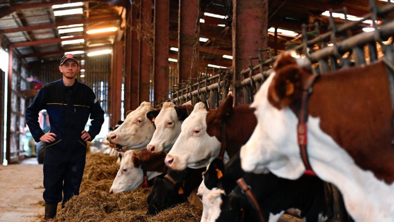 Aymeric Brandazzi, producteur de lait bio pose à côté de vaches dans des stalles d'alimentation à Xertigny, dans le nord-est de la France, le 28 septembre 2024. (JEAN-CHRISTOPHE VERHAEGEN/AFP via Getty Images)