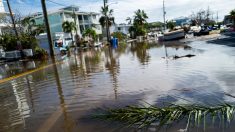 Les habitants de Floride durement éprouvés par l’Ouragan Milton : en plus des 16 morts à ce jour, l’arrivée d’alligators, de serpents et de bactéries