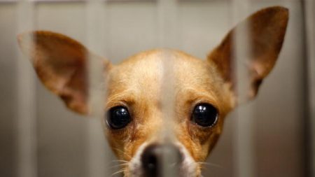 Il laisse ses trois chihuahuas dans sa voiture, sans eau et sans nourriture, et va au cinéma