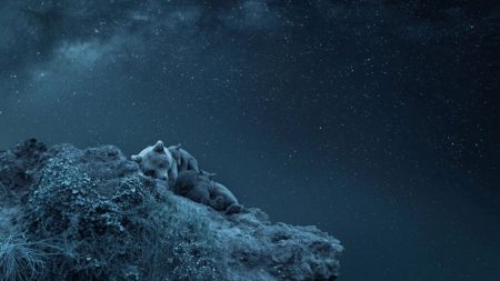 Rêver au-dessus de l’univers : une photographe remporte un prix pour son image créative d’une famille d’ours dormant sous les étoiles