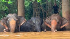 « La plus grosse évacuation que nous ayons jamais faite » : une centaine d’éléphants secourus après avoir été piégés par les inondations en Thaïlande