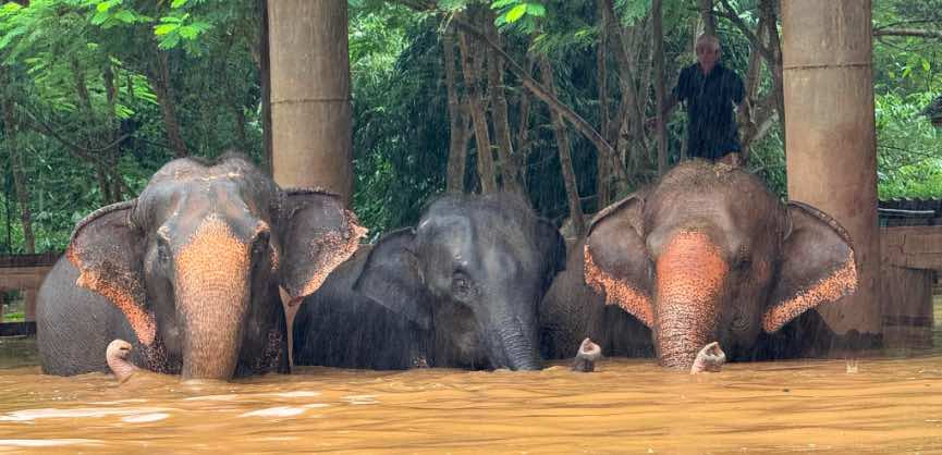 "La plus grosse évacuation que nous ayons jamais faite" : une centaine d'éléphants secourus après avoir été piégés par les inondations en Thaïlande