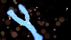 Une étude établit un lien entre l’autisme et le chromosome Y