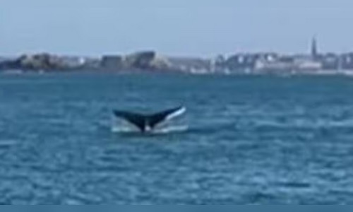 "C'est une bonne nouvelle" : une baleine filmée par des pêcheurs dans la baie Saint-Malo