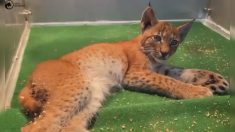 Jura : percuté par une voiture, un jeune lynx sauvé grâce à une automobiliste