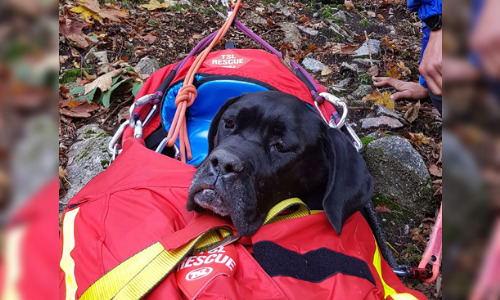 Vosges : Zeus, un chien Cane Corso coincé dans des barres rocheuses, retrouvé sain et sauf au bout d’une semaine