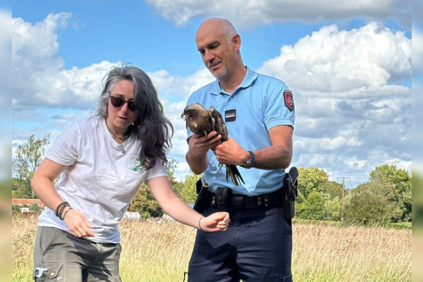 L’aigle blessé recueilli par la gendarmerie du Gers et pris en charge par l’association Paloume en juin 2024 a été relâché ce 8 octobre 2024. (Capture d’écran compte Facebook de la gendarmerie du Gers)