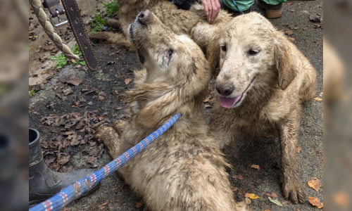 72 chiens faméliques et malades, découverts dans un élevage canin illégal à Bréhan (Morbihan), sauvés par l’association Action protection animale le 15 octobre 2024. (Capture d’écran Facebook de l’association Action protection animale)