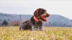 « J’ai pleuré » : une chienne fait des kilomètres pour retrouver sa propriétaire hospitalisée