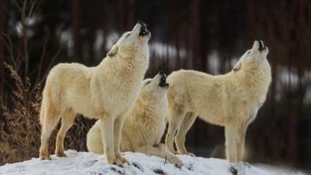 Sarthe : le zoo de la Flèche accueille deux louves arctiques