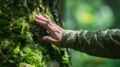 Corse : un homme perdu en pleine forêt survit à l’orage et au froid pendant deux jours