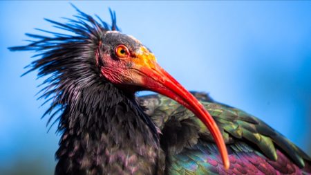 L’ibis chauve fait un retour remarqué dans les Pyrénées-Orientales après 300 ans d’absence