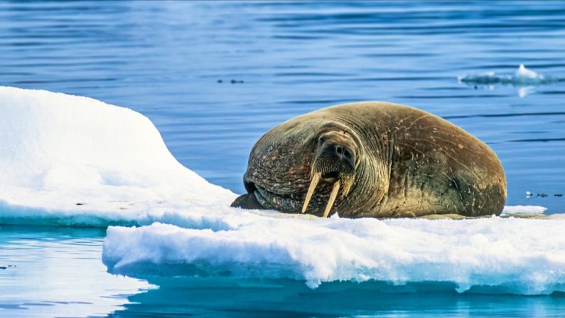 Cette idée ne fait pas l'unanimité au sein de la communauté scientifique. (Photo : Lasse Johansson/Shutterstock)