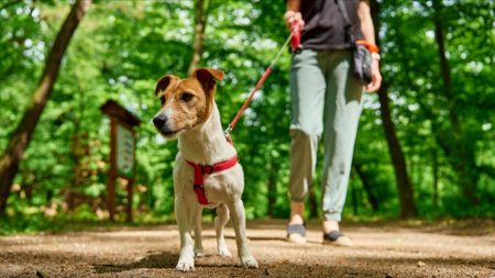 En Allemagne, les taxes sur les chiens génèrent 421 millions d’euros de revenus