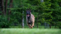 Deux personnes disparues le même jour retrouvées grâce au flair de deux chiens