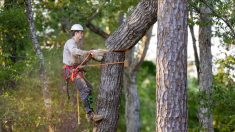 Écrasé par l’arbre qu’il coupait, un homme de 62 ans meurt devant son fils en Lorraine