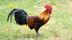 Une pétition pour soutenir le coq Ricco, accusé de chanter trop fort, recueille plus de 24.400 signatures