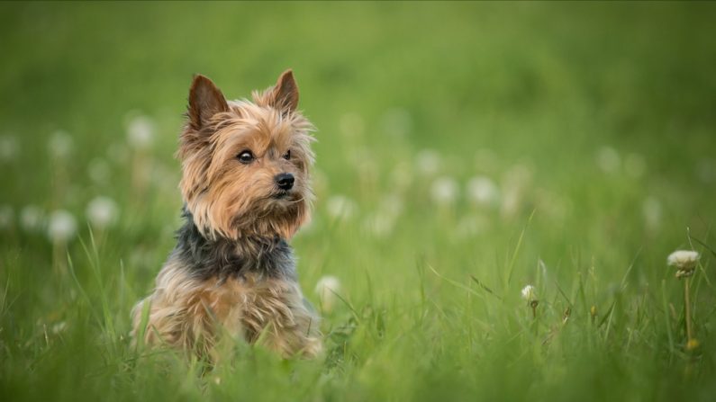 La pauvre bête a été secouée dans tous les sens. (Photo : xkunclova/Shutterstock)