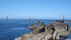 Finistère : un homard d’or, spécimen extrêmement rare, pêché sur l’île d’Ouessant