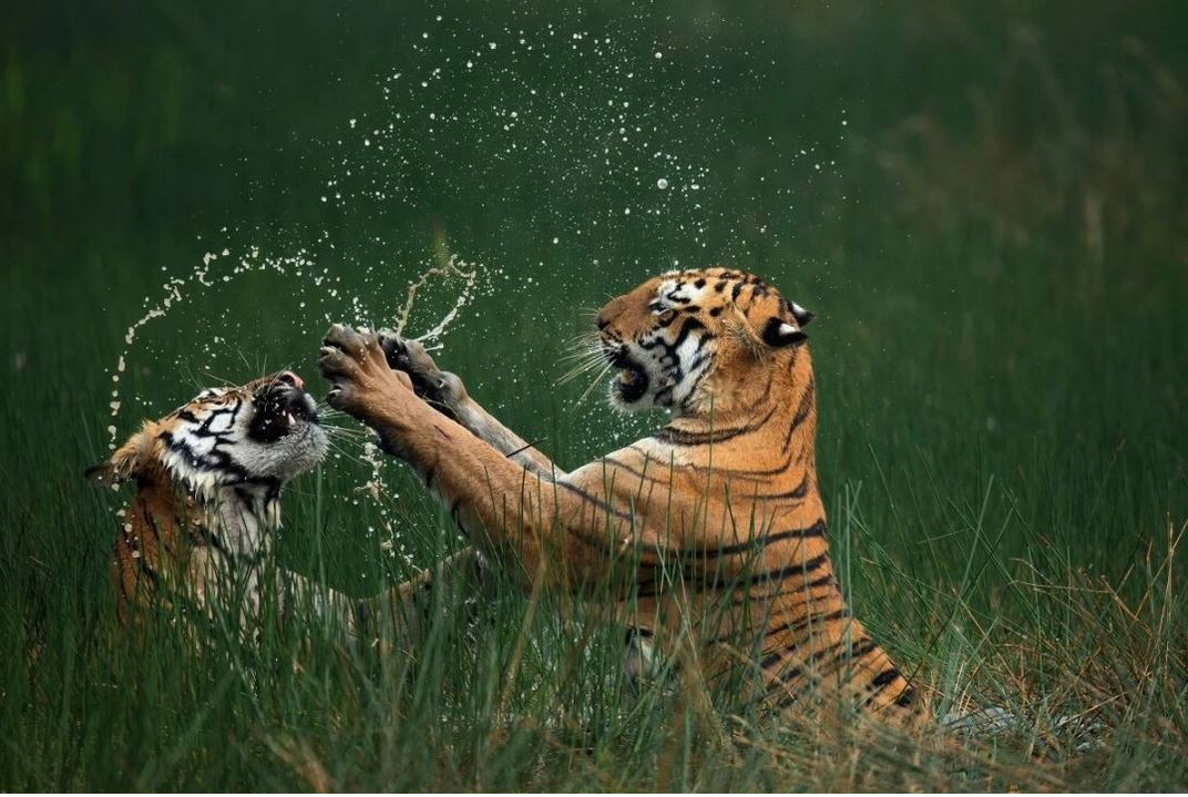 Le prix Nature's Best Photo Awards 2024 est décerné à "Tigres du Bengale" - Découvrez quelques-unes des meilleures images