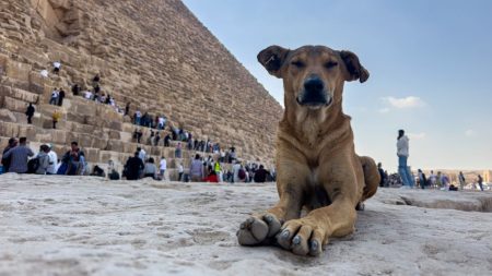 Égypte : les chiens errants des pyramides seront-ils la nouvelle attraction de Guizeh ?