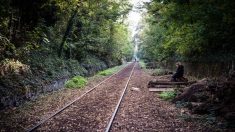 Branches sur la voie, sangliers : les péripéties des voyageurs du train Caen-Paris qui accuse plus de 7 heures de retard